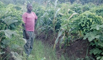 Kouagou N'Kouéi et ses 13 cultures associées au Nord-Bénin